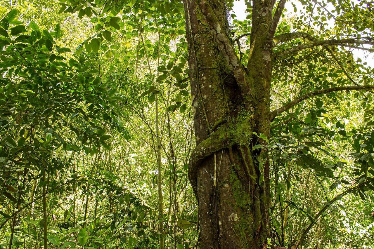 Kuyana Amazon Lodge Archidona Camera foto